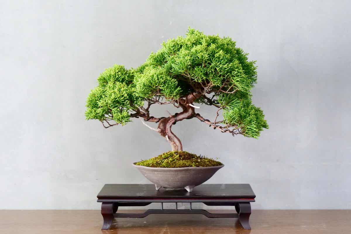 A small bonsai tree