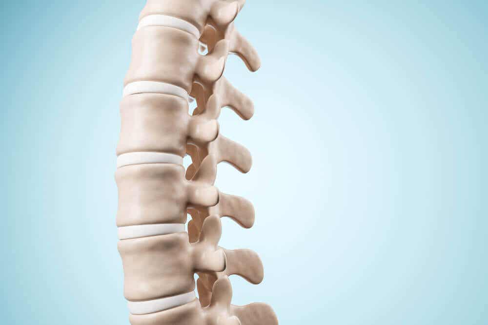 A spinal column