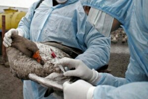 Bird Flu: Symptoms, Diagnosis, and Treatment