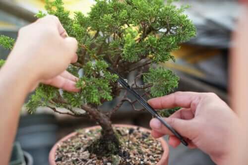 Learn How to Make and Care for Bonsai Trees