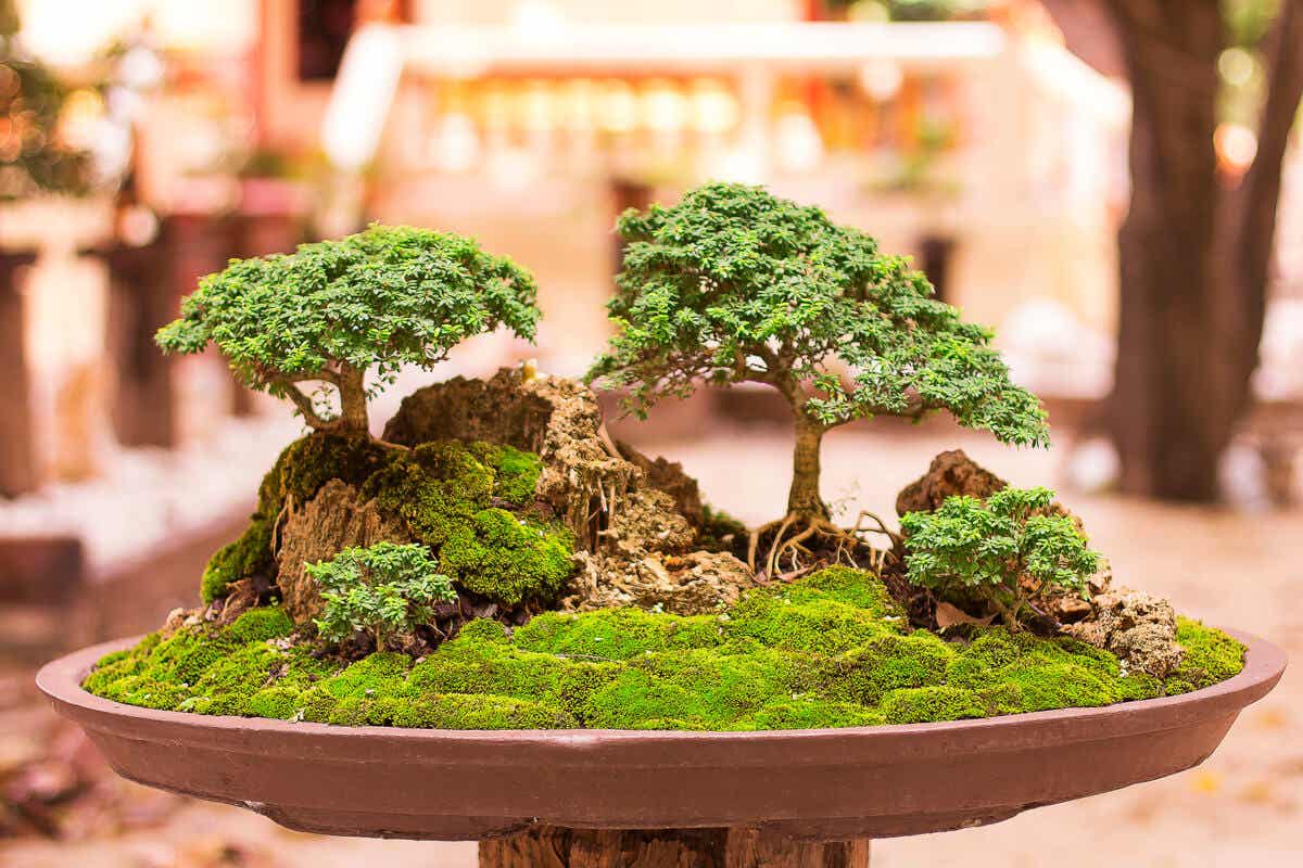 Drzewko Bonsai w doniczce