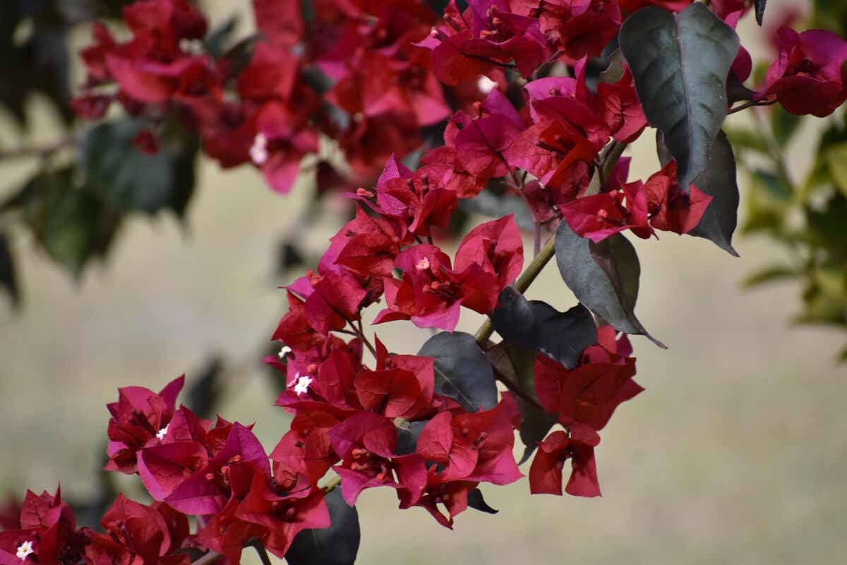 En stor klatreplante med grønne blade og røde blomster