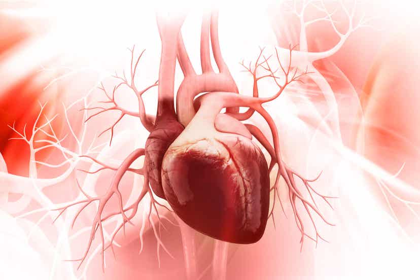 Schonendes Herz-Kreislauf-Training - Schaubild Herz