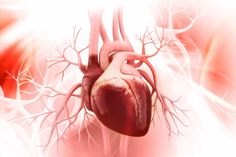 A digital image of the heart.
