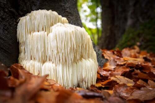 Lion’s Mane Mushrooms: Benefits and Side Effects