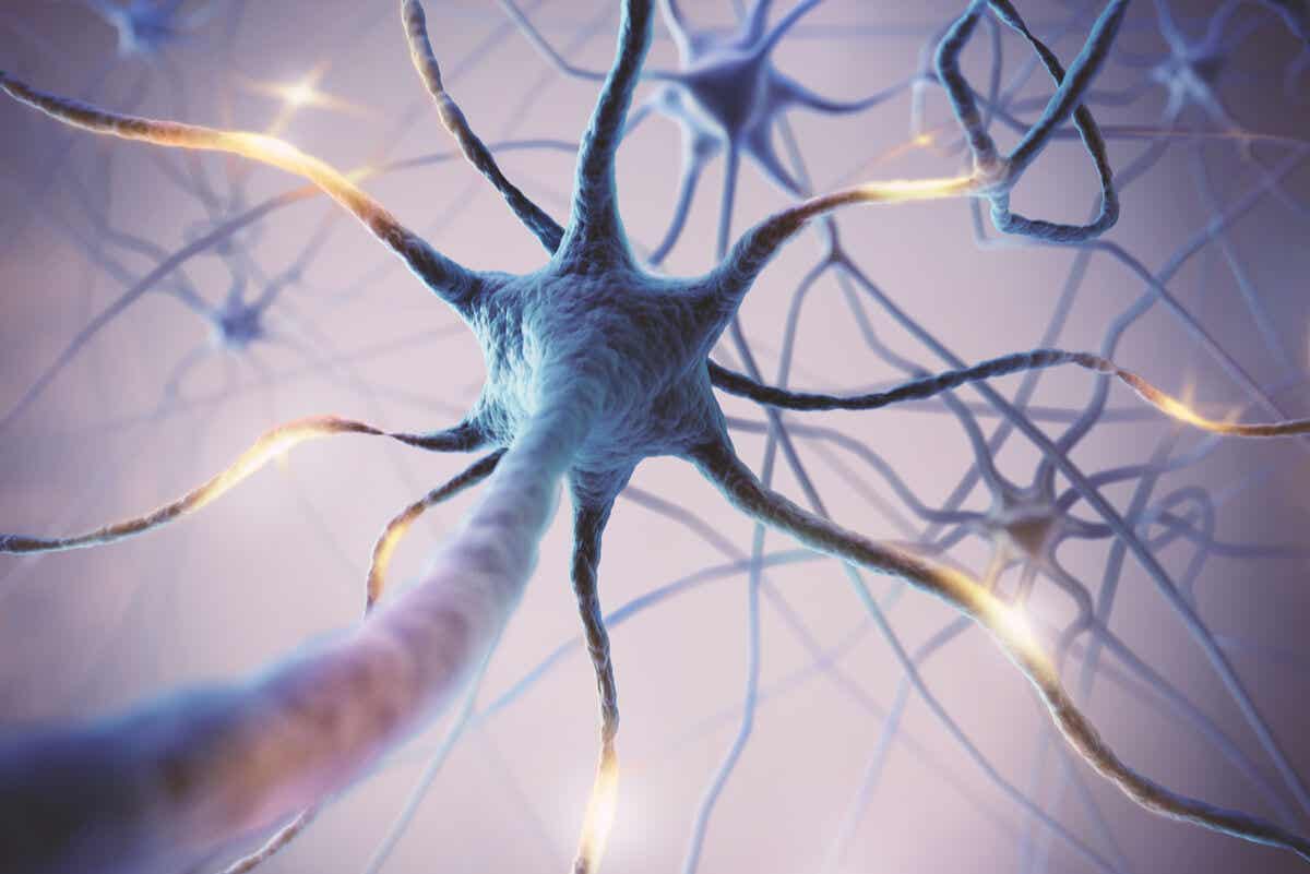 Neuroner