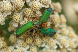 Spanish Fly Drops: Aphrodisiac or Poison?