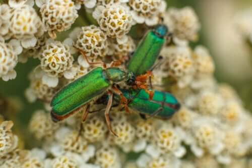 Spanish Fly Drops: Aphrodisiac or Poison?