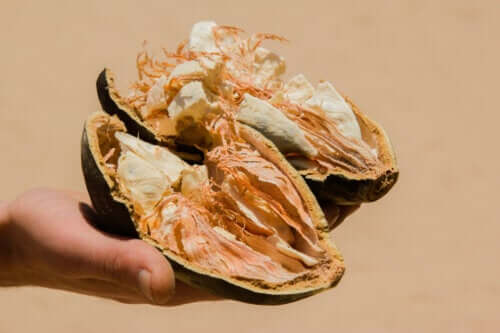 Baobab Fruit: Characteristics, Benefits, and Contraindications