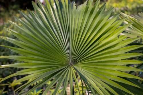 What is Saw Palmetto and What's It Used For?