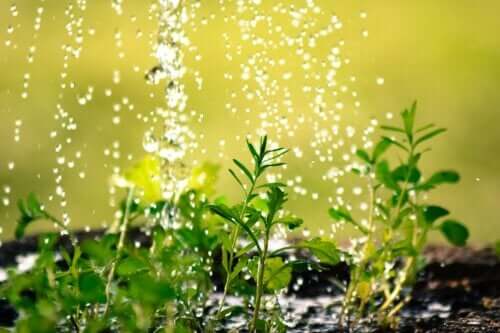 10 Tips to Avoid Wasting Water in Your Yard