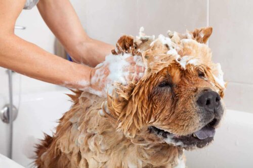 En hund som bader.