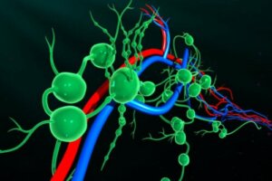 The Link Between the Lymphatic and Circulatory Systems