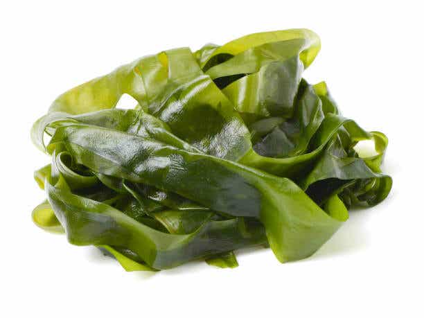 Kelp: Riesenseetang auf weißem Hintergrund