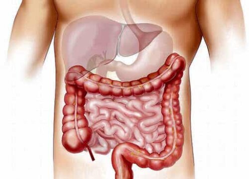 An illustration of an intestine.