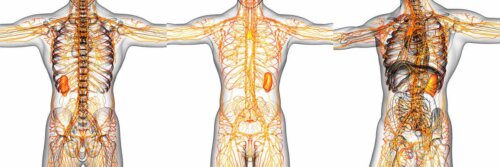 Lymphsystem und Kreislaufsystem - graphische Darstellung