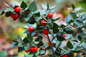 Butcher's Broom: Active Ingredients and Benefits
