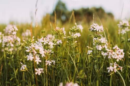 The Properties and Medicinal Uses of Soapwort