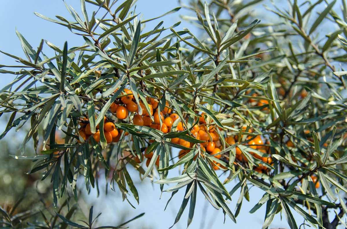 Ιπποφαές