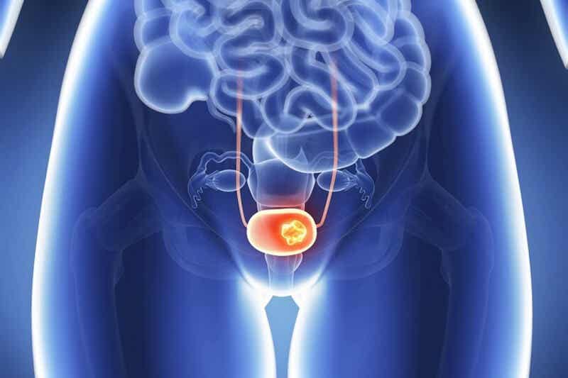 A digital illustration of the bladder.