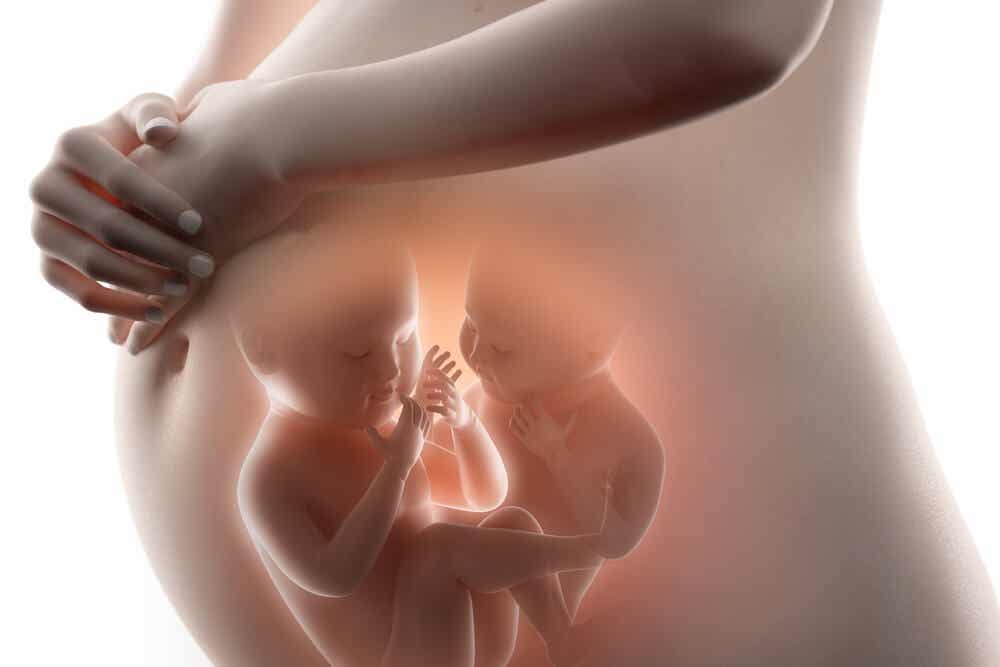 Embryonenreduktion - Schwangere Mutter mit Zwillingen in der Gebärmutter