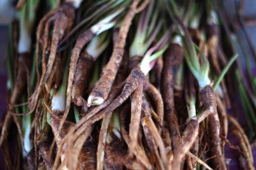 angelica root close up