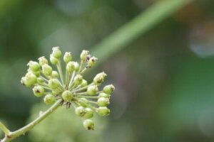 Benefits and Contraindications of Angelica Root
