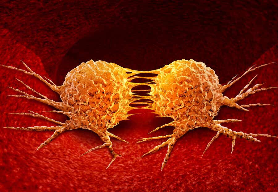 Ένα ζευγάρι καρκινικά κύτταρα.