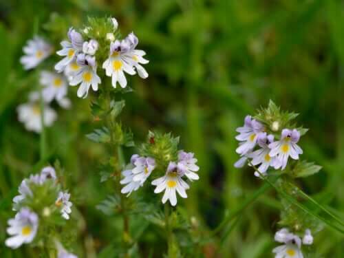 What is the Eyebright Plant and What Can You Use it For?