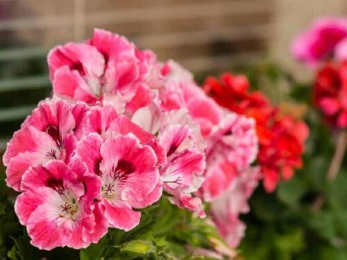 Pink blomst tæt på