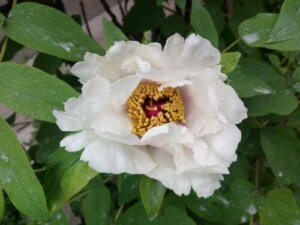 White Peony Root: Benefits and Side Effects