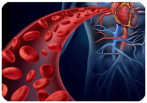 An artery straight from the heart.