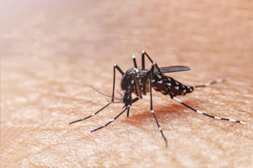 Το κουνούπι Aedes aegypti.