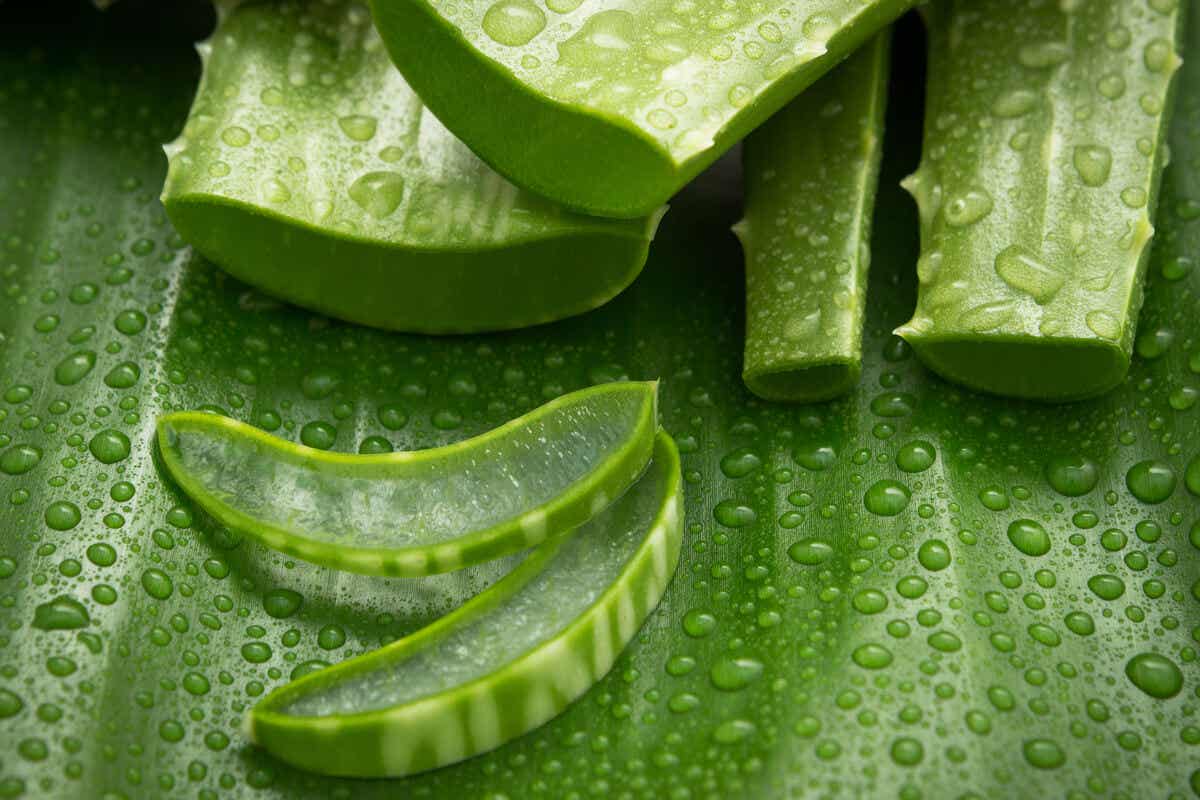Aloe vera może pomóc w letnim poparzeniu słonecznym.