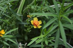 The Science-Backed Benefits of Tarragon