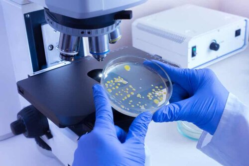 En forsker analyserer bakterier under et mikroskop.