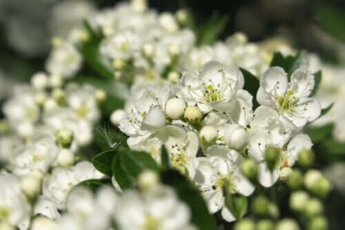 Common Hawthorn: Uses, Benefits and Risks