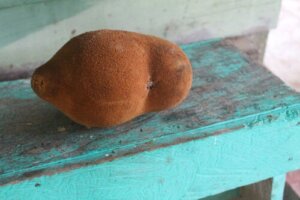 Copoazú: What Is It and What Are Its Benefits?