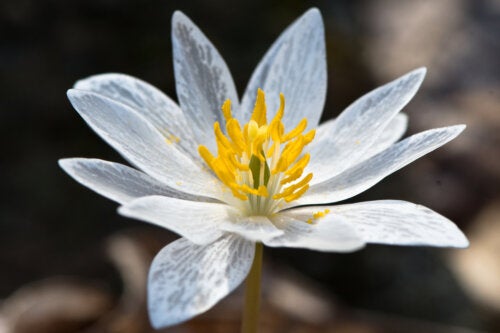 Bloodroot Plant: Uses, Benefits and Contraindications