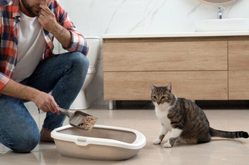 The Ultimate Guide to Eliminating Cat Pee Odor