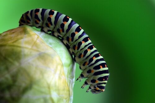 How to Get Rid of Caterpillars on Plants: 7 Useful Recommendations