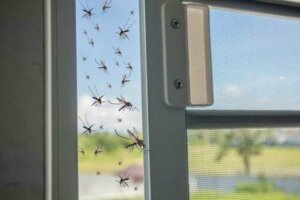 9 Facts About Mosquitoes You Should Know