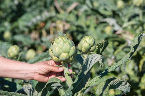 Learn How to Plant Artichokes This Winter Season