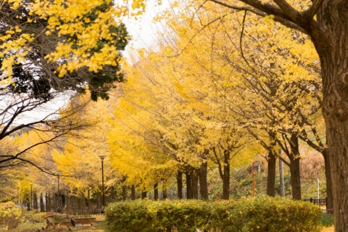Eigenschappen van de Ginkgo Biloba