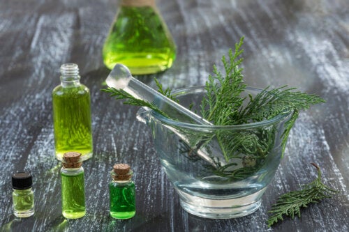 Cypress: The Benefits and Contraindications