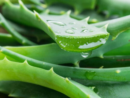 8 Health Benefits of Aloe Vera