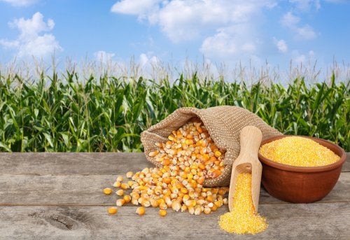 5 Delicious Recipes You Can Make with a Can of Corn