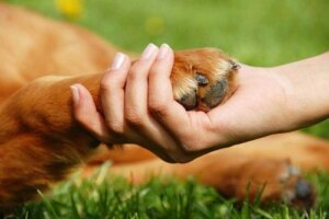 The Health Benefits of Pet Ownership