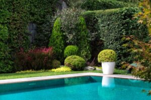 8 Great Plants to Put Around a Pool