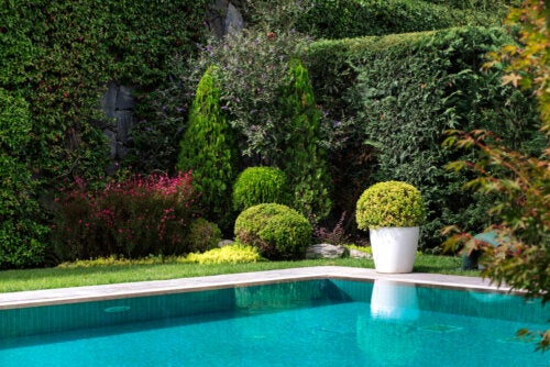 8 Great Plants to Put Around a Pool